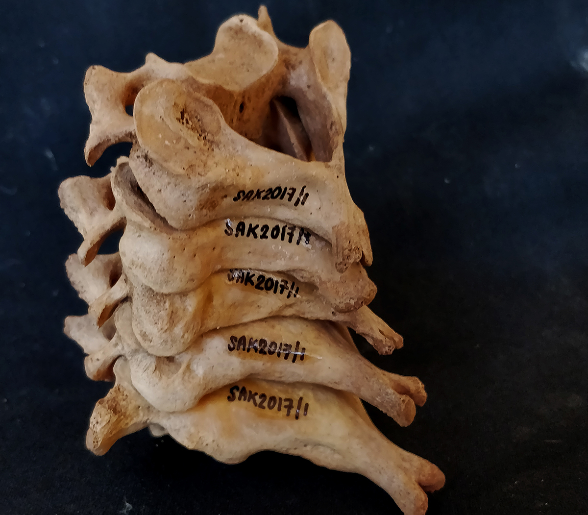 Labeled vertebrae. Photo: Ali Jelene Scheers.